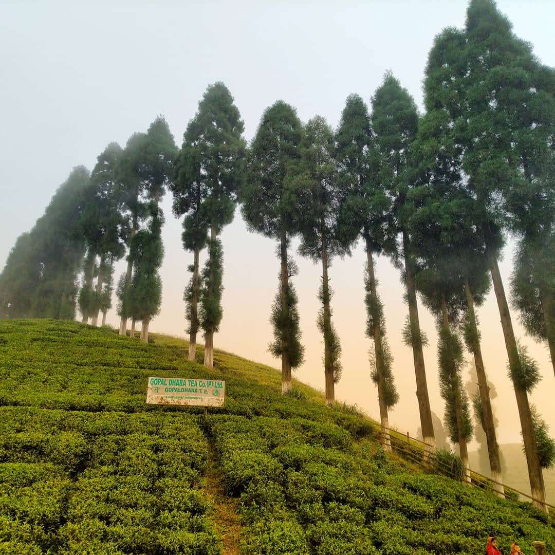 tea-estate-darjeeling